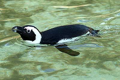 Aachener Zoo Aachener-Zoo-Pinguin-004